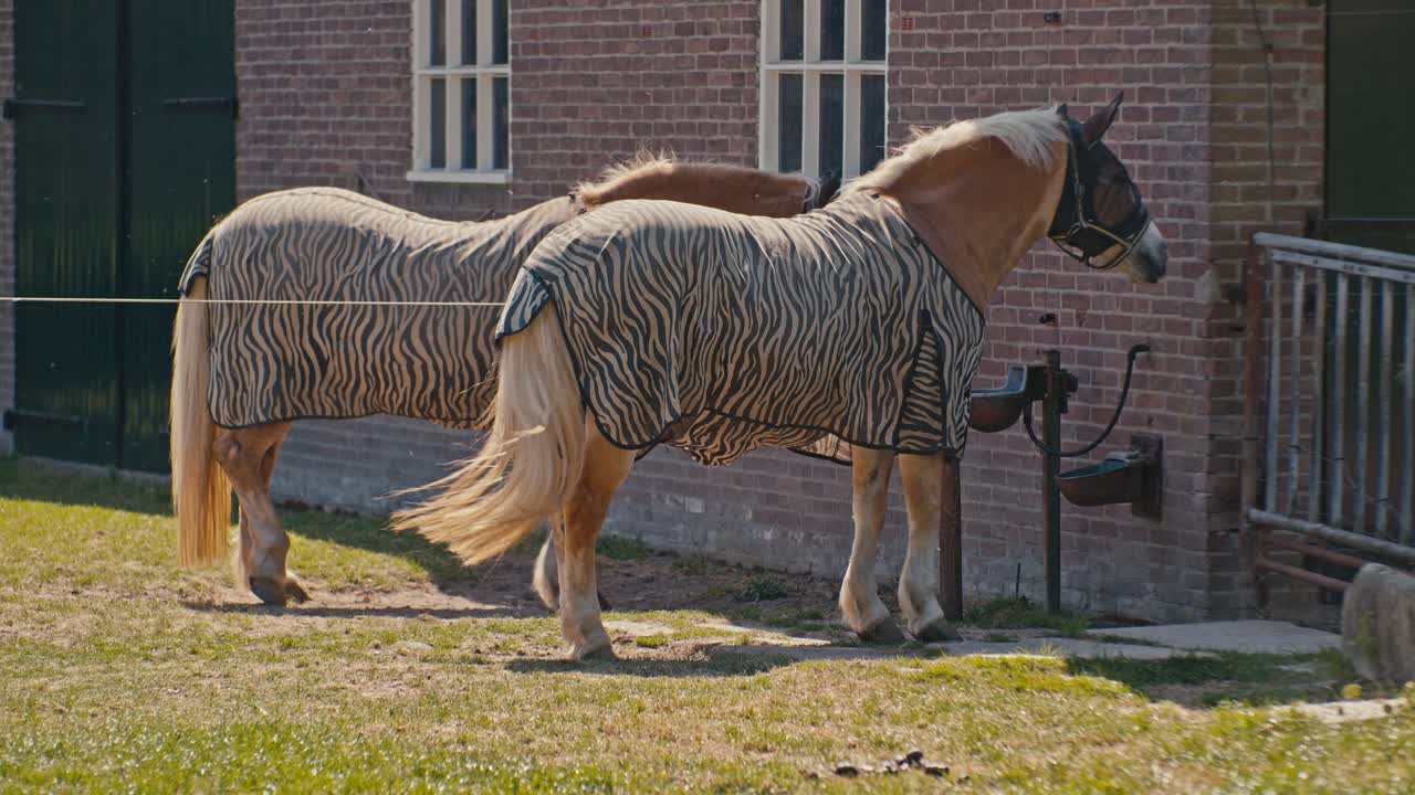 Two horses animals livestock standing outside on a sunny day with filmic digital film look style