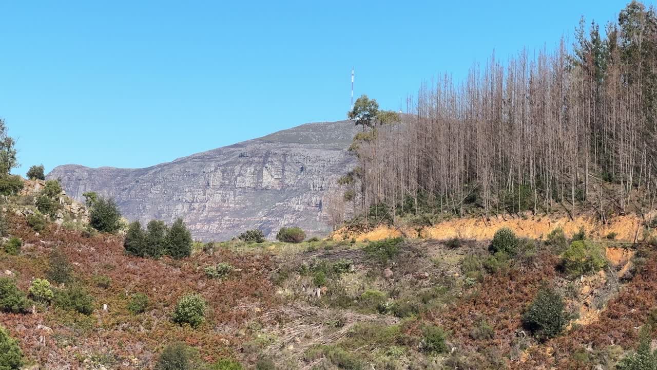Looking out over the woodland from Cecilia Forest in Constantia, Cape Town