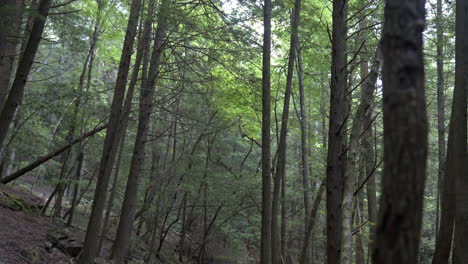 Der-Mensch-Geht-Durch-Den-Wald-Auf-Der-Promenade-Im-üppigen-Wald-Der-Appalachen