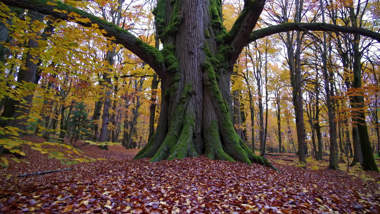 Video da angolazione bassa che riprende un albero maestoso in una foresta autunnale, mettendo in risalto le foglie vivaci e il muschio