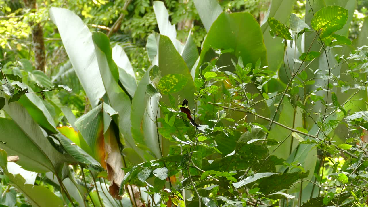 pájaro tropical de varios colores sentado en una rama con hojas verdes moviéndose en el viento y volando en panamá en un día ventoso brillante