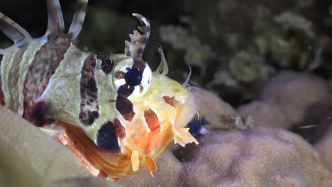 Lionfish-head-super-close-up-at-night-on-tropical-coral-reef