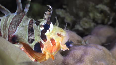 cabeza de pez león súper cerca por la noche en arrecifes de coral tropicales