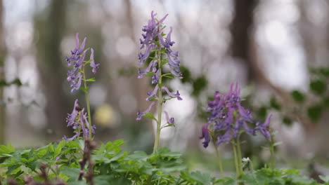 Der-Zarte-Lila-Vogel-In-Einem-Busch-Wilde-Blume-Auf-Dem-Waldboden-In-Worcestershire,-England