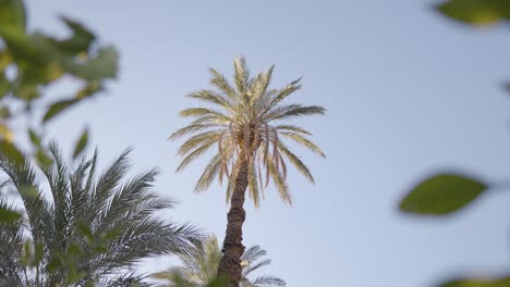 Palmera-Alta-Dátil-En-La-Mañana-Mirando-Hacia-Arriba-Mirando-Maravilloso-Tiro-Círculo-Redondo-Forma-En-El-Cielo-Luz-Del-Sol-Cielo-Azul-Viento-Movimiento-Naranjo-En-El-Jardín-Huerto-En-Irán-Agricultura-Gente-Local-Hoy-Naturaleza-De-Irán