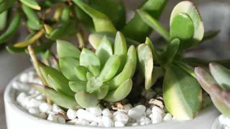 Macro-view-of-potted-succulents-in-an-indoor-desert-garden