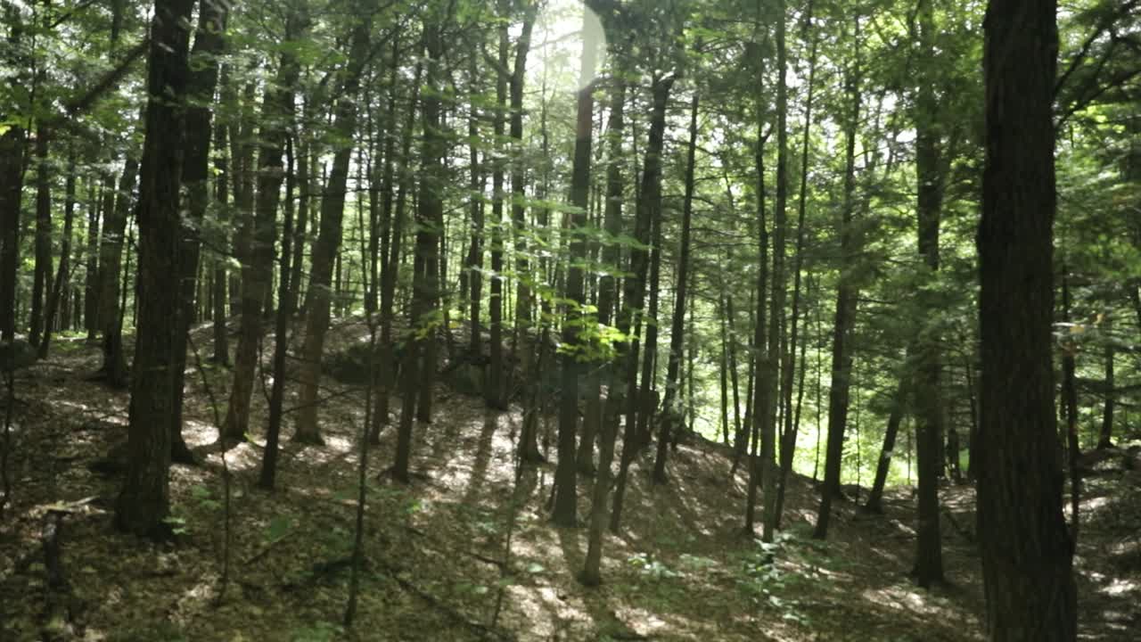 bosque elegante y cubierto de musgo en el patio trasero de la casa de huéspedes del centro de eventos le belvédère en wakefield, quebec