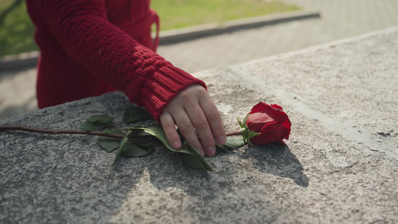 Woman in red sweater places and picks up single fresh rose on rough concrete with soft daylight illuminating scene. background features outdoor park setting with green grass and paved
