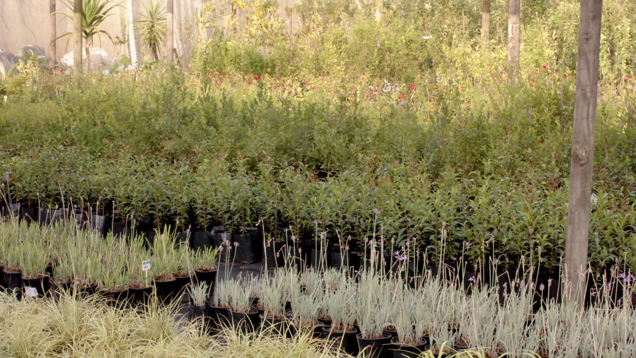 Plants growing in pots at nursery garden, showcasing lush greenery and flowers, in greenhouse