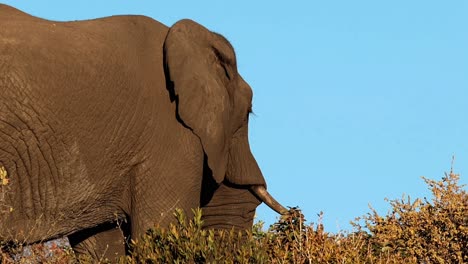 Wise-Old-African-Elephant-Bull-peacefully-feeding,-showcasing-his-age-and-wisdom