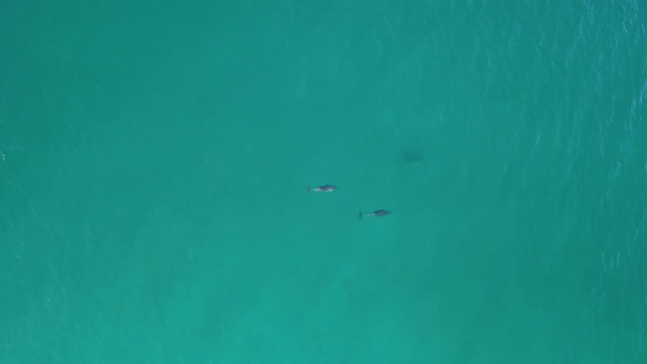 호주 해안에서 수영하고 노는 돌고래