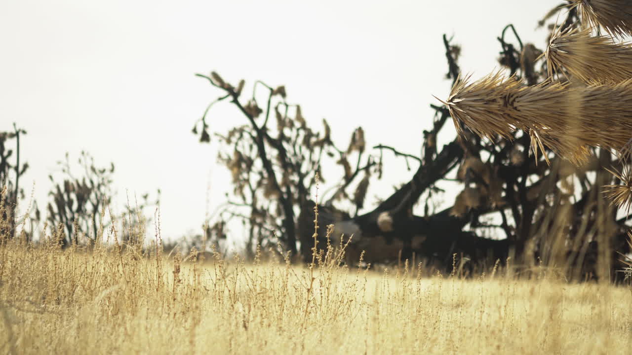 캘리포니아 의 모하베 보호 구역 에 있는 가 ⁇  허브 와  ⁇ 투스 의 가까운 모습