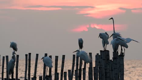 the great egret, also known as the common egret or the large egret