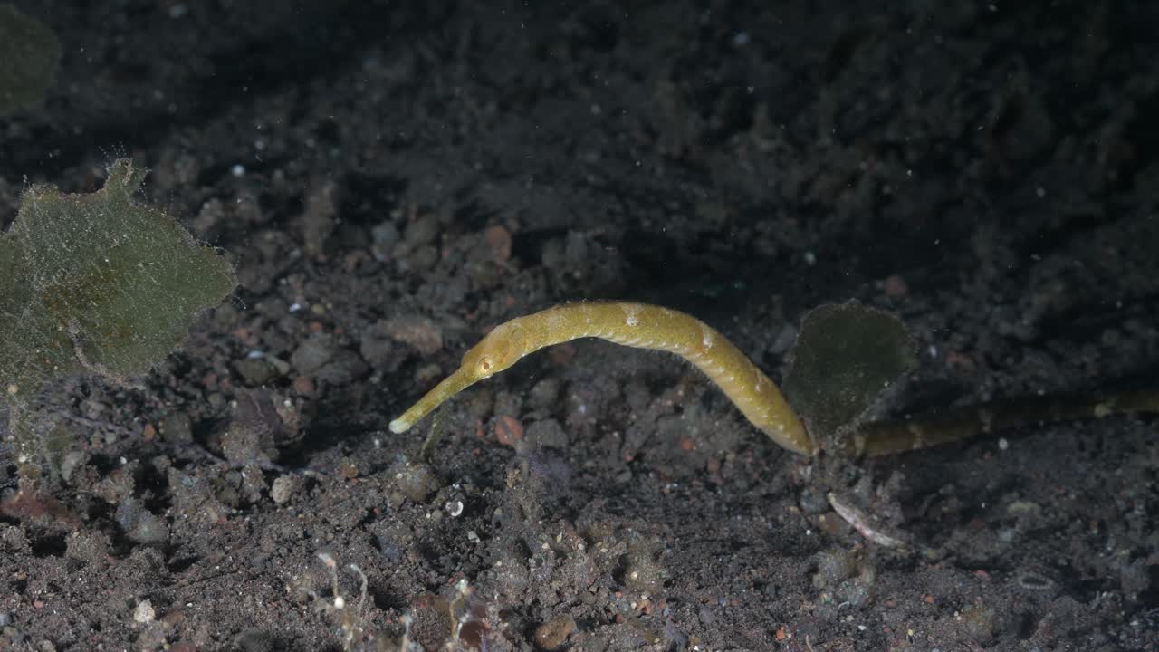 желтый морской дракон, покоящийся на морском дне, медленно покачивается на течении