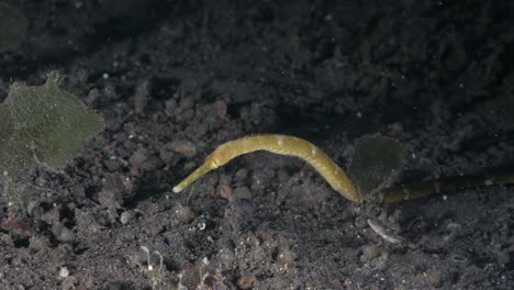 Ein-Gelber-Seenadeln-Seedrache,-Der-Auf-Dem-Meeresboden-Ruht,-Schwankt-Langsam-In-Der-Strömung