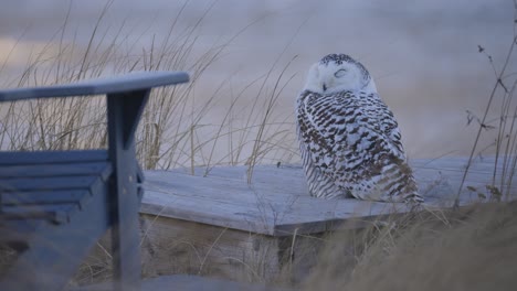 snowy owl perched on wooden structure surrounded by dry grass in a coastal setting in scarborough maine