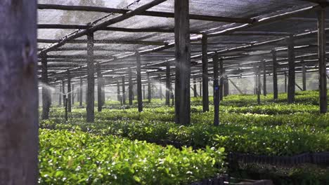 irrigation system greenhouse watering the yerba mate in slowmotion at daylight