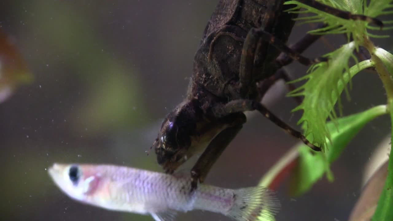 una ninfa de libélula alimentándose bajo el agua de los peces que pasan