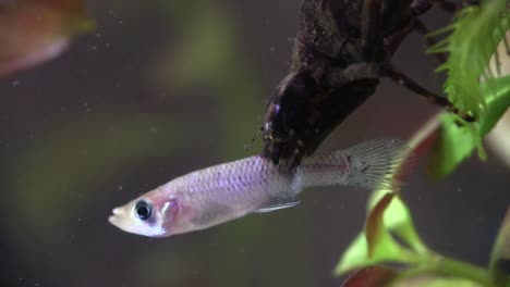 a dragonfly nymph feeding underwater on passing fish