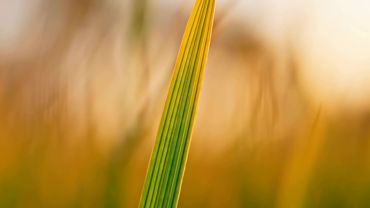 Ett ensamt upprättstående grässtrå visar synlig färgövergång från grön bas till gul spets, medan en kantbelysning växer fram under varmt gyllene ljus, vilket skapar en lugn naturlig makroscen med mjuk bakgrundsoskärpa.