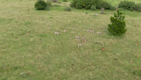 drone aerial footage of a zebra herd walking on green grassed savannah in the wild