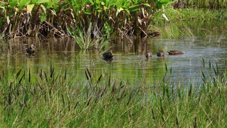 patos relajándose en el pantano