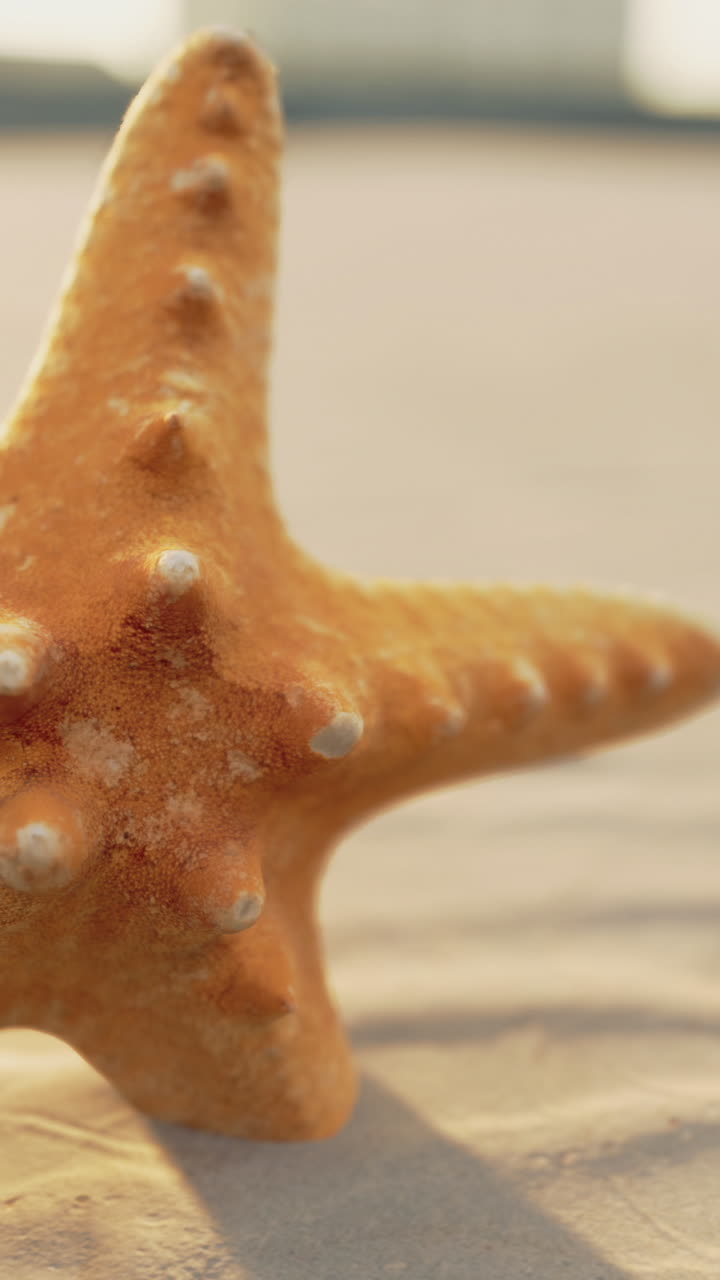 Starfish resting on sandy shore during a serene sunset by the ocean