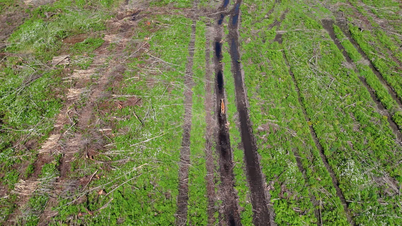 Aerial high angle of deer running in dirt path in an open green field, surrounded by wilderness, remnants of deforestation and heavy machinery