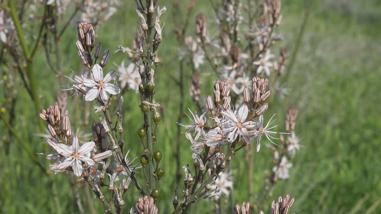 Summer asphodel (asphodelus aestivus) flower waving in slight wind, natural static scene