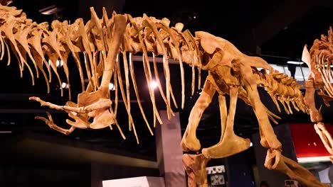 dinosaur skeleton displayed at melbourne museum