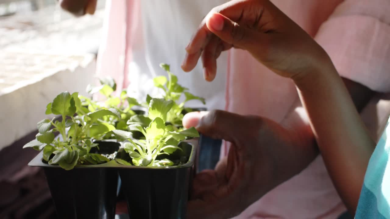 de manos afroamericanas abuelo y nieto cuidando de las plantas en el invernadero, cámara lenta