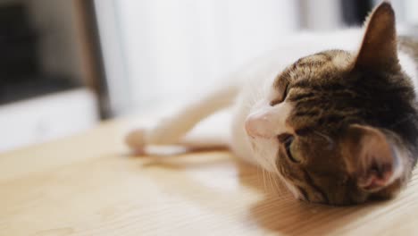 Nahaufnahme-Einer-Katze,-Die-Auf-Dem-Tisch-Im-Wohnzimmer-Liegt