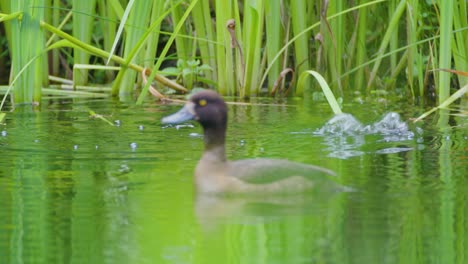 Reiherente-Mit-Niedlichen-Entenküken,-Die-Im-Wasser-Tauchen