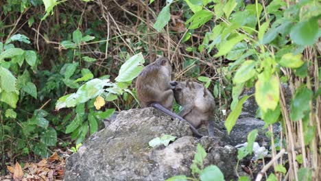 two monkeys engaging in social grooming outdoors