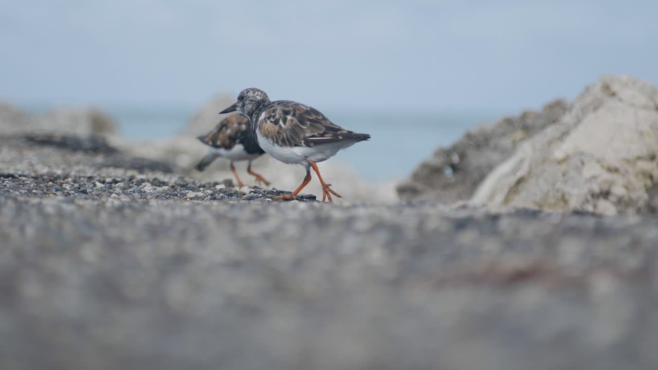 Ruddy turnstone walking across rocky shore near ocean water, captured in profile