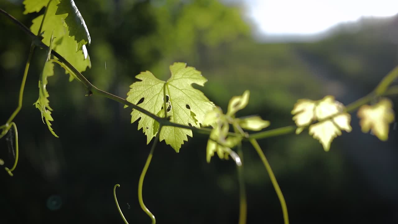 hojas de uva al atardecer en un viñedo con lente