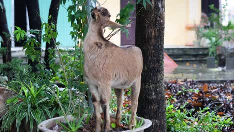 goat standing, eating leaves from a tree