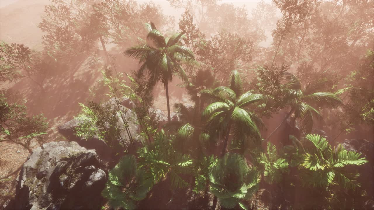 los rayos del atardecer a través de las palmeras