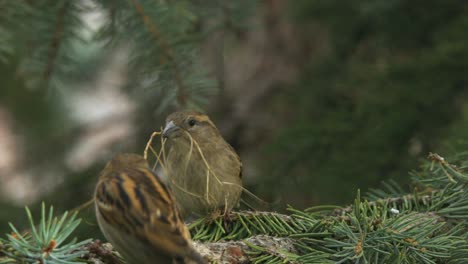 Closeup:-Two-Sparrows-in-spruce-tree-have-tug-of-war-with-nesting-twig