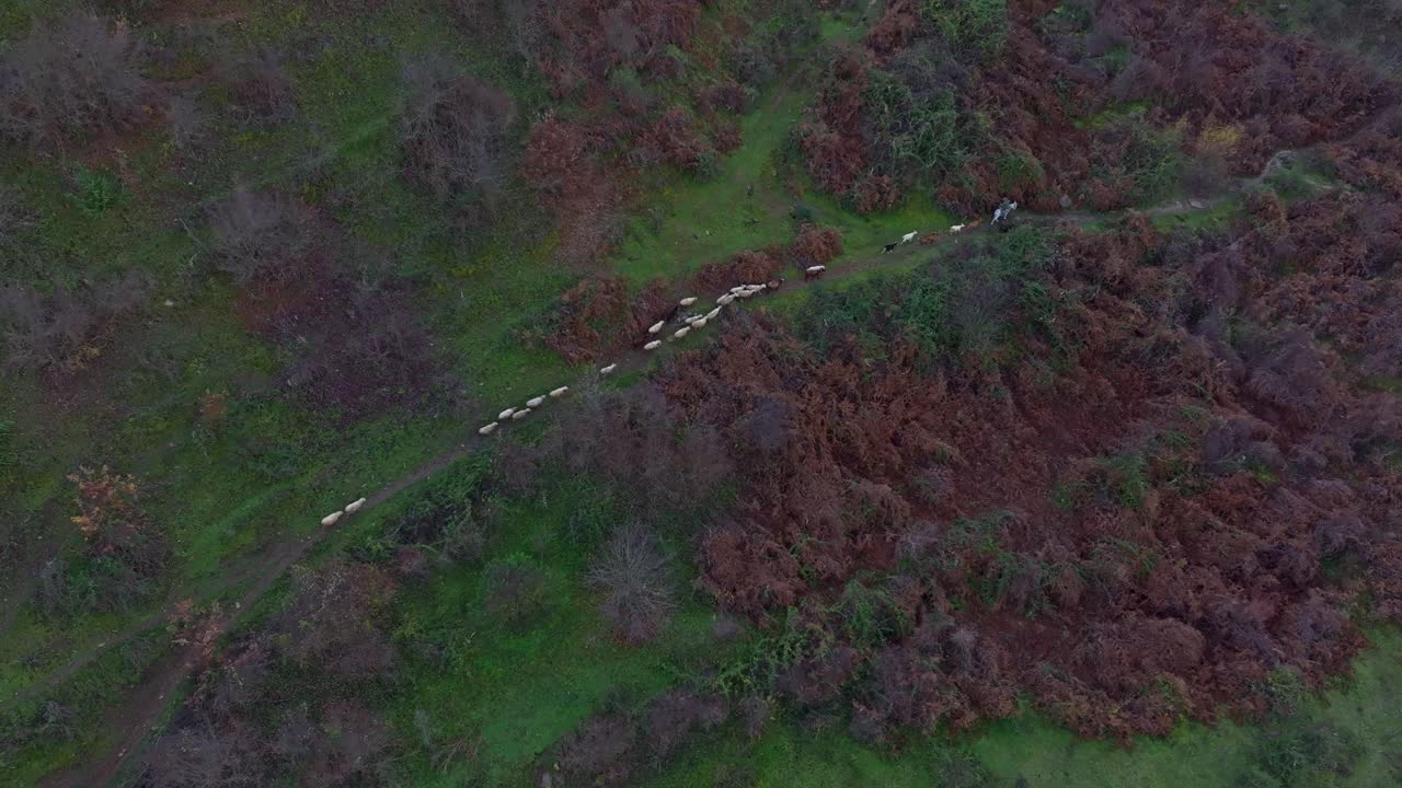 Veduta aerea di pecore e pastore che si muovono tra le montagne albanesi
