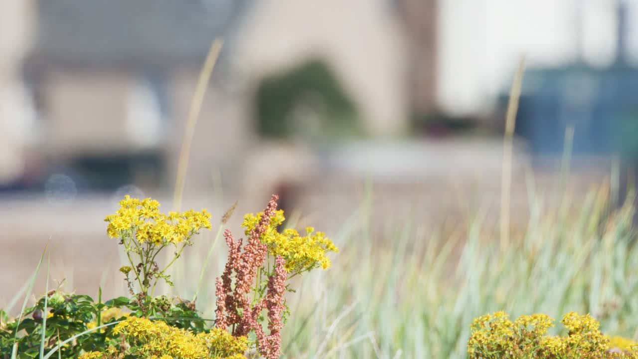Yellow wildflowers and grasses gently move in the breeze, with a soft, blurred background of buildings under bright natural daylight and shallow depth of field