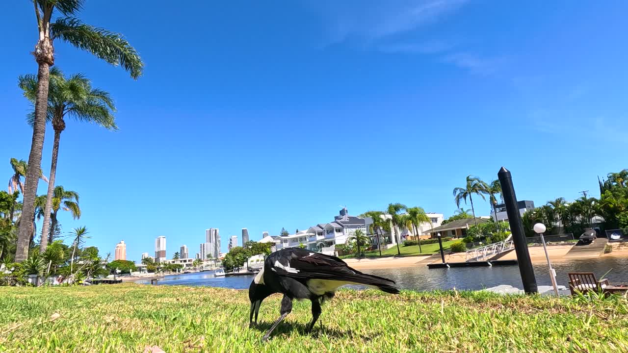 una urraca se alimenta en un parque soleado