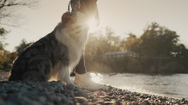 The owner with his beloved Australian Shepherd is standing on the seashore. Slow motion video