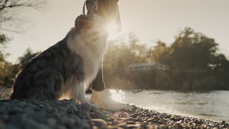 the owner with his beloved australian shepherd is standing on the seashore. slow motion video