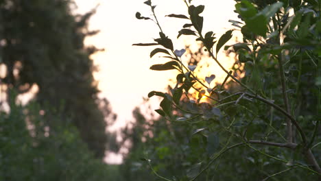 Ruhige,-Von-Hinten-Beleuchtete-Yerba-Mate-Sitzung-Inmitten-Grüner-Waldruhe