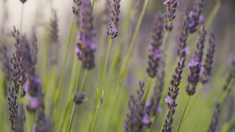 tilt shot: lavandin bushes on the field, medicinal plant and beautiful field. close-up shot