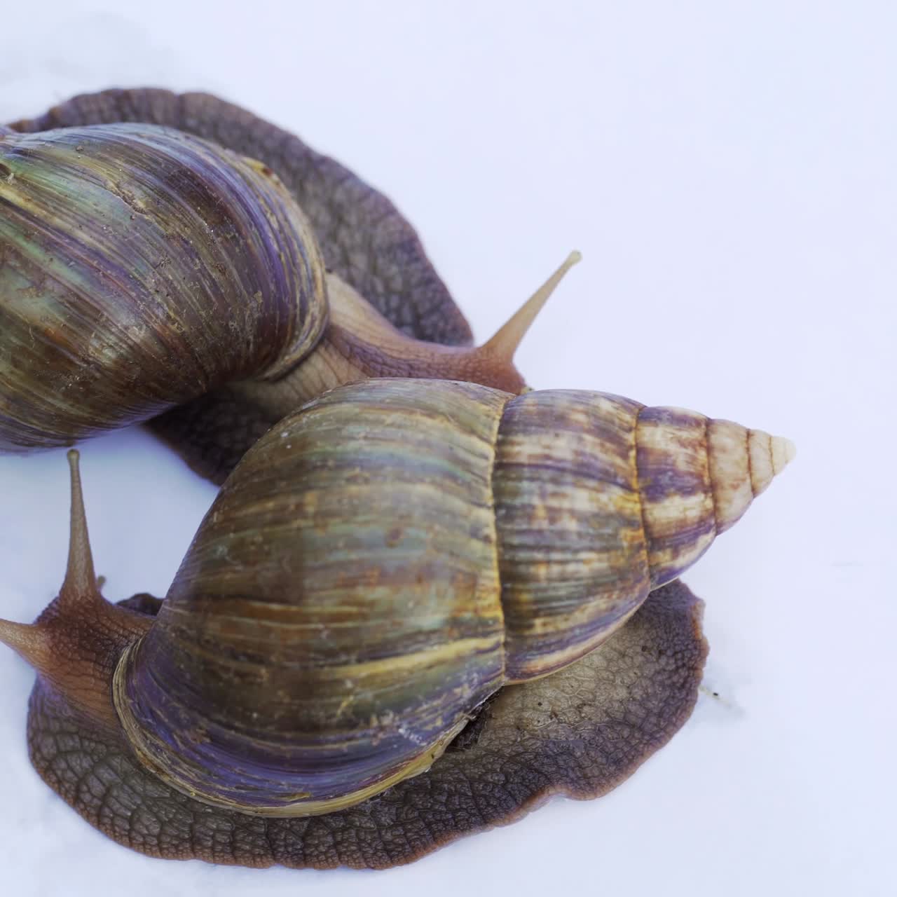 Two achatina snails on a white background creep and wiggle the horns. Use of snails in medicine and cosmetology
