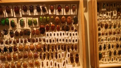 diverse insect specimens displayed in wooden cases