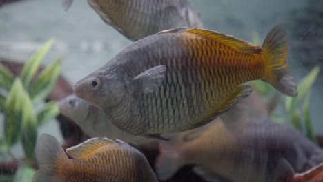 Boesemani-Pez-Arcoiris-Nadando-En-El-Acuario-Pecera