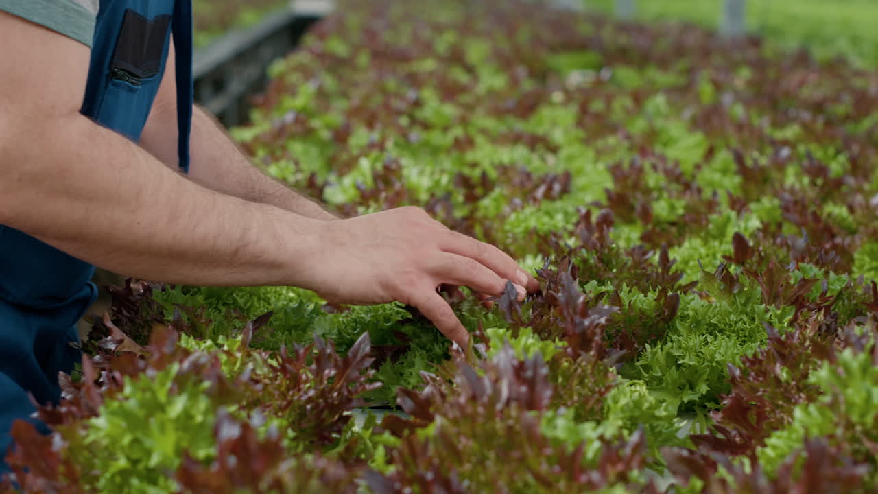 Hydroponic Farming of Lettuce in Greenhouse